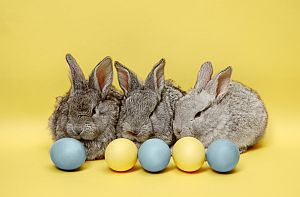 easter-bunny-rabbits-with-painted-eggs-yellow-wall